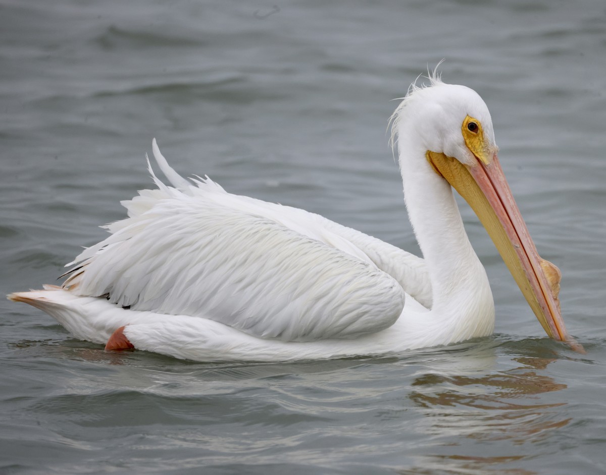 pelikán severoamerický - ML553645361