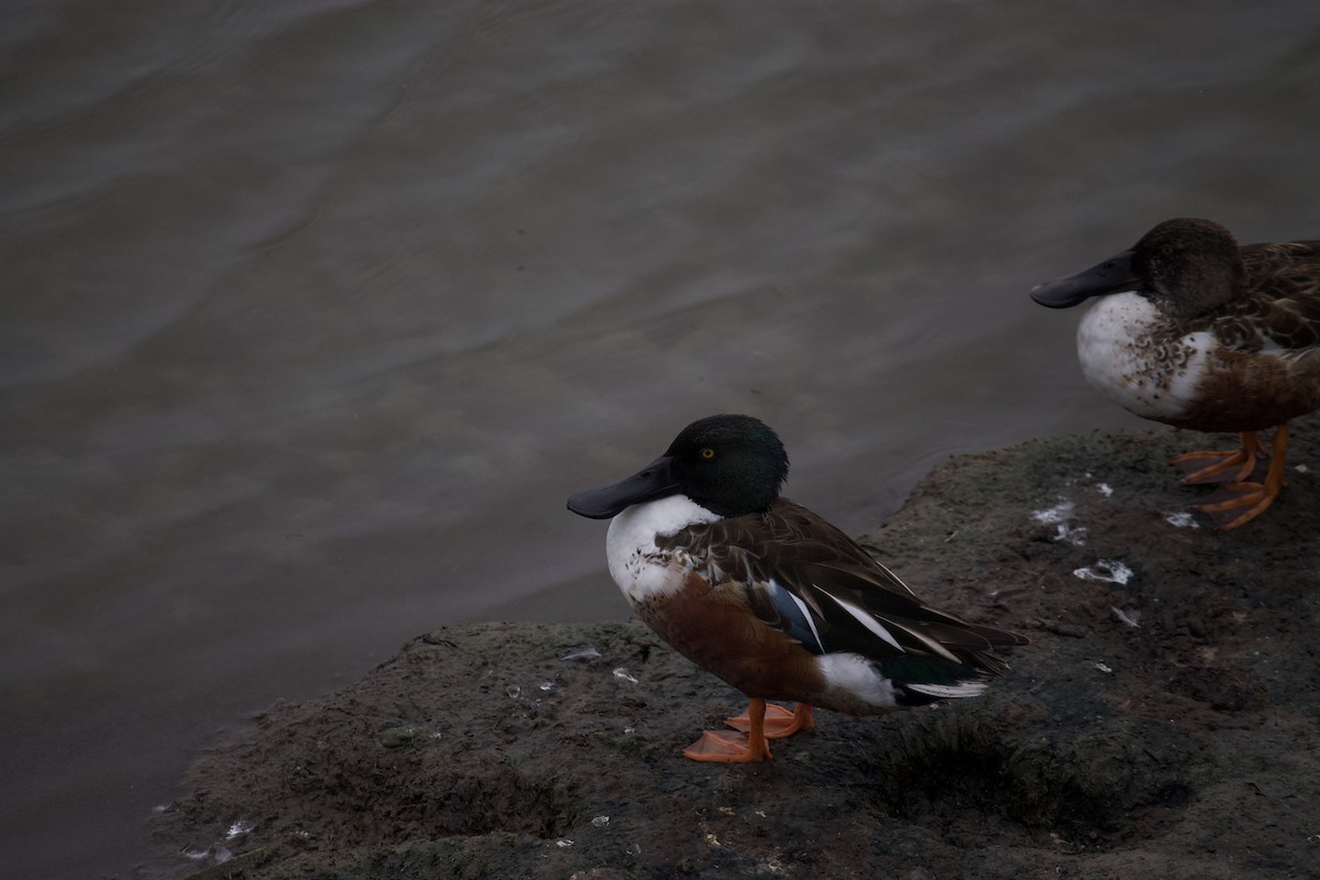 Canard souchet - ML553645771