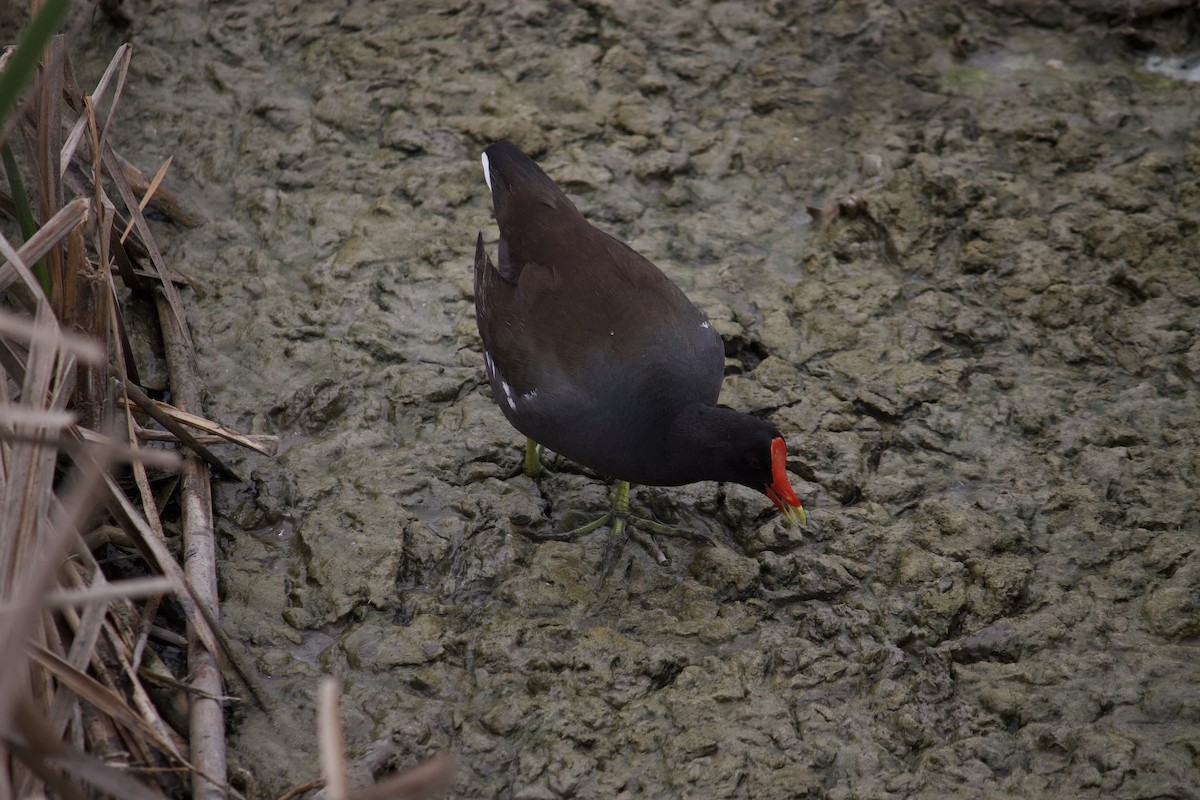 Gallinule d'Amérique - ML553645891