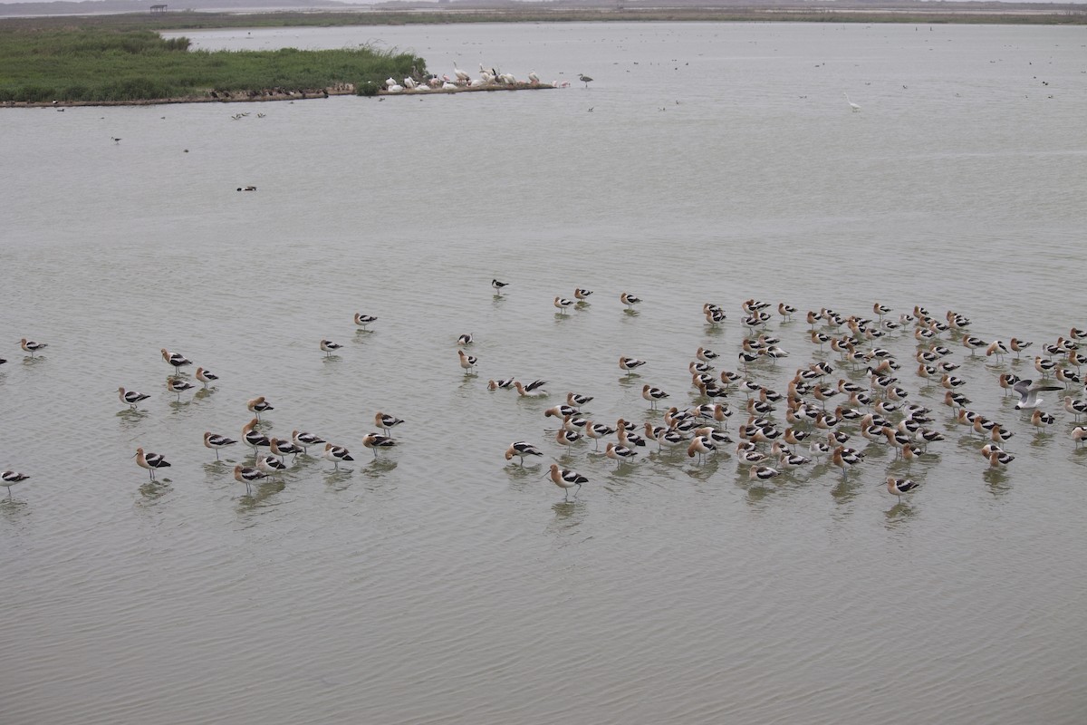 Avocette d'Amérique - ML553646311