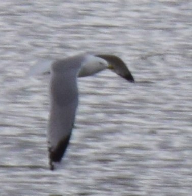 California Gull - ML553646431