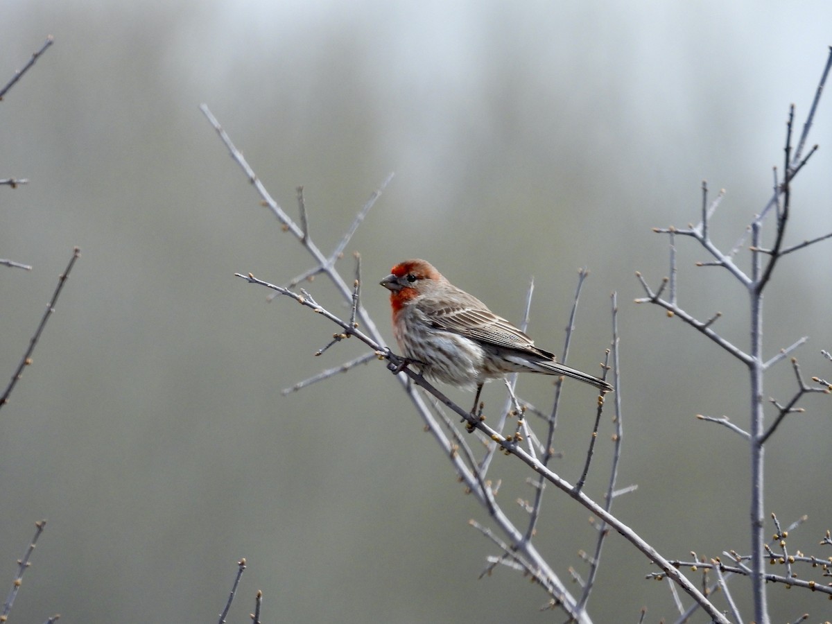 House Finch - ML553646561