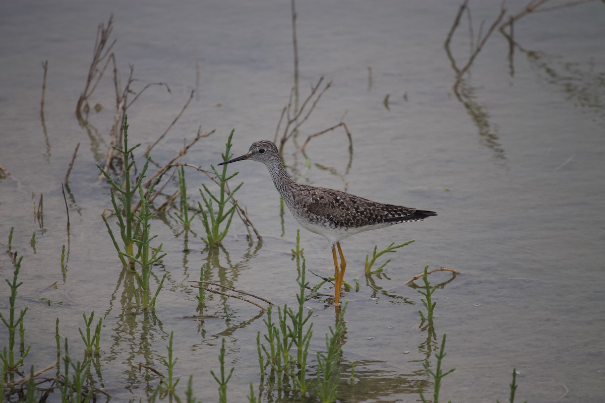 Petit Chevalier - ML553647221