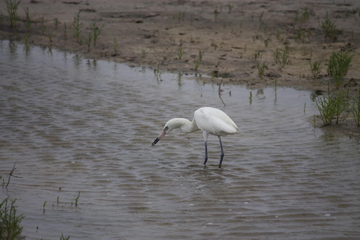 Aigrette roussâtre - ML553647371
