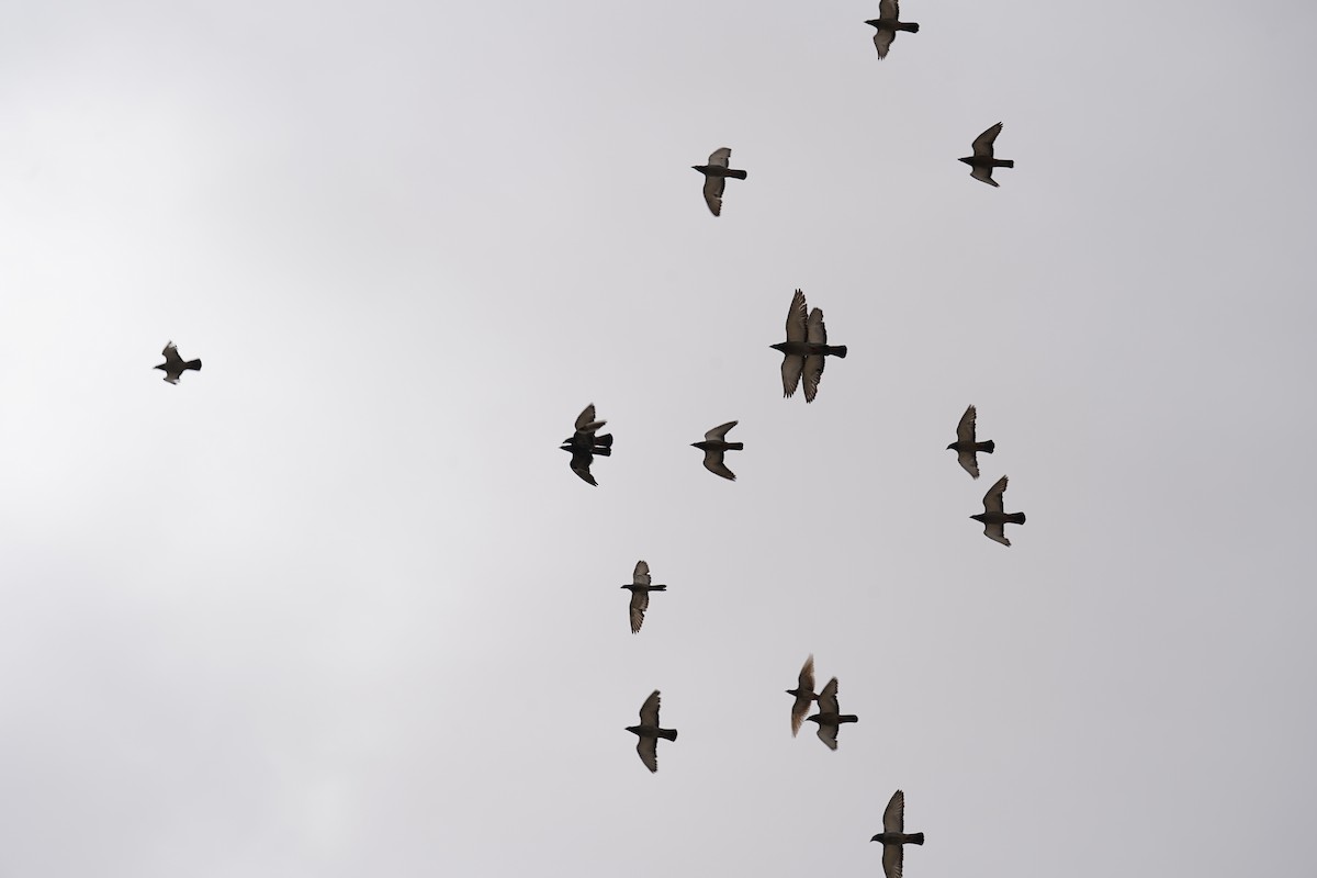 holub skalní (domácí) - ML553647841
