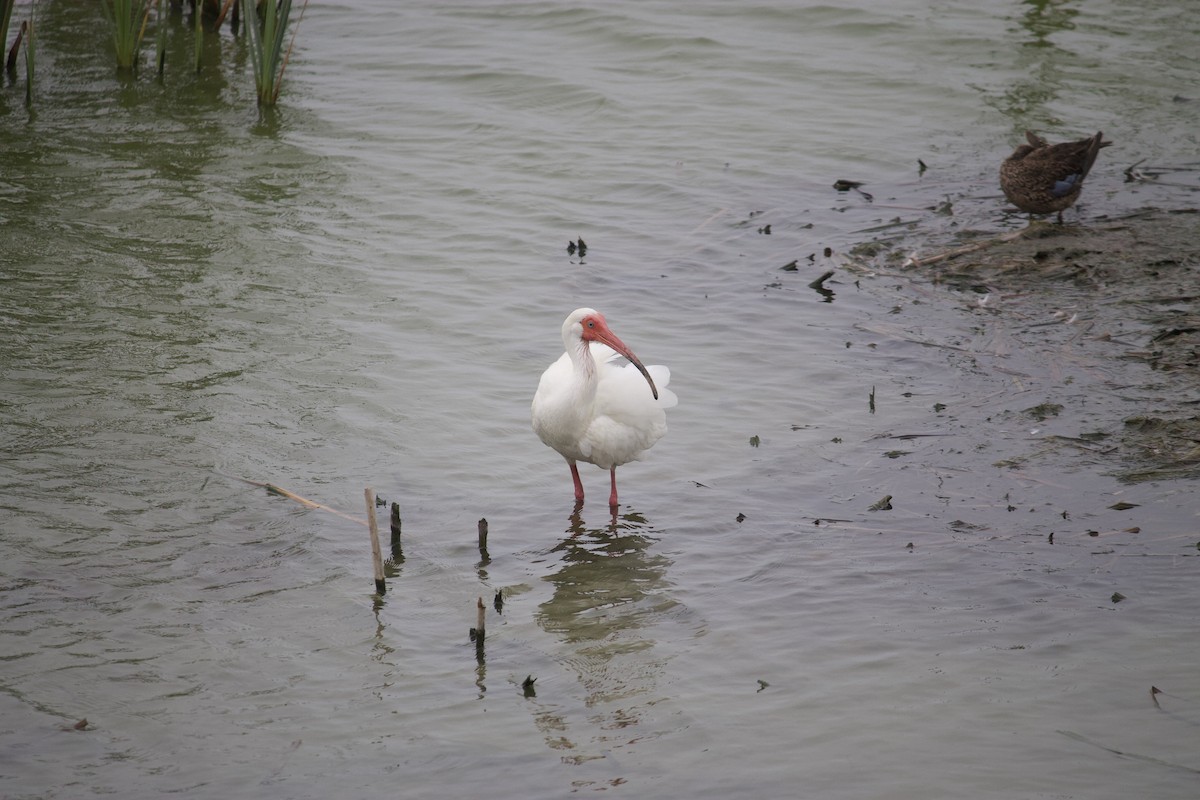 Ibis blanc - ML553648401