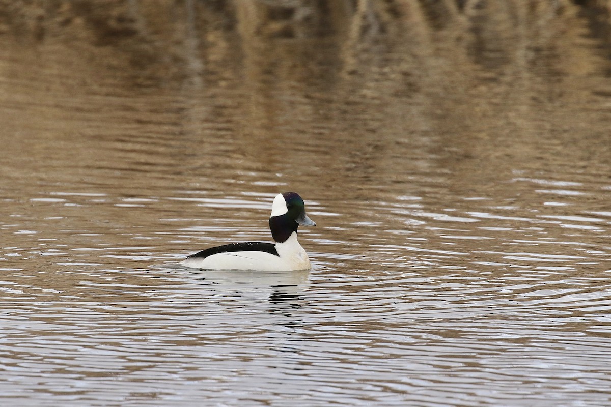 Bufflehead - ML553648691