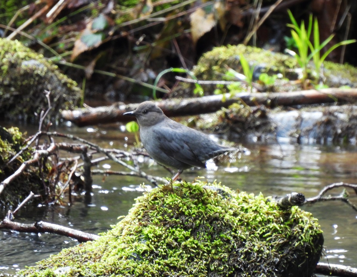 American Dipper - ML553649031