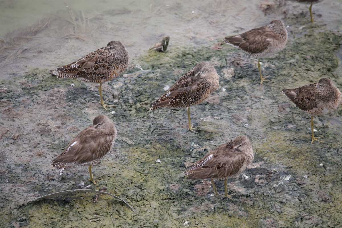 Short-billed/Long-billed Dowitcher - ML553649621