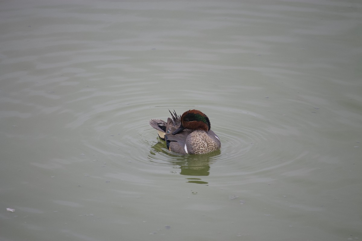 Sarcelle d'hiver - ML553649941