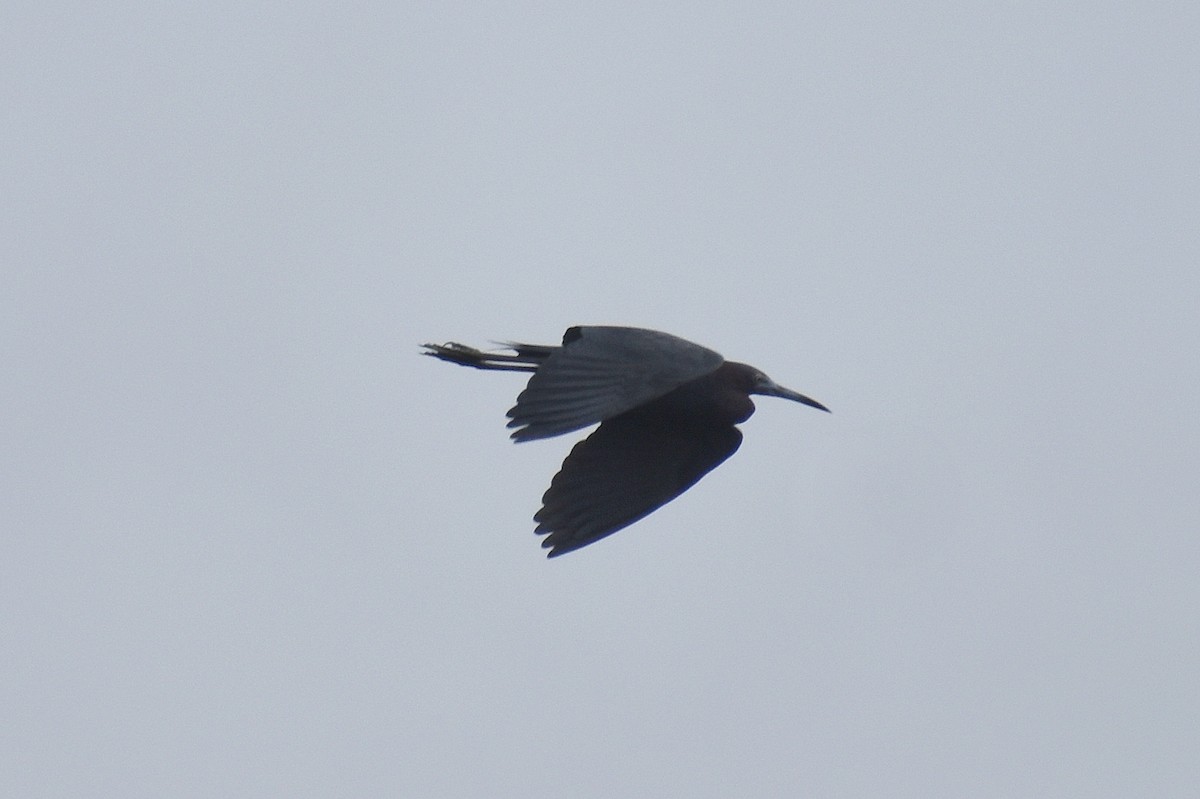 Little Blue Heron - ML553650041