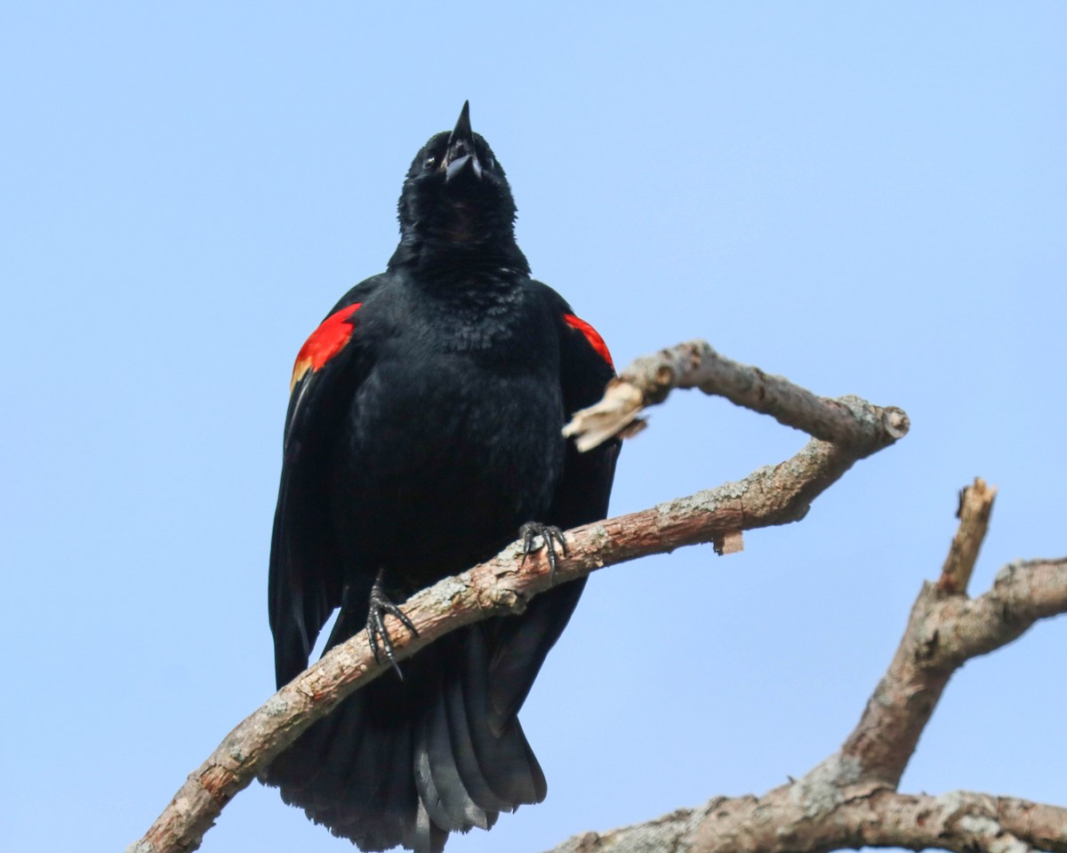 Red-winged Blackbird - Ed Lux
