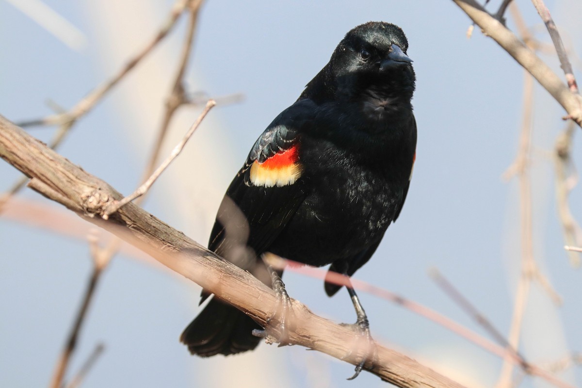 Red-winged Blackbird - ML553652001