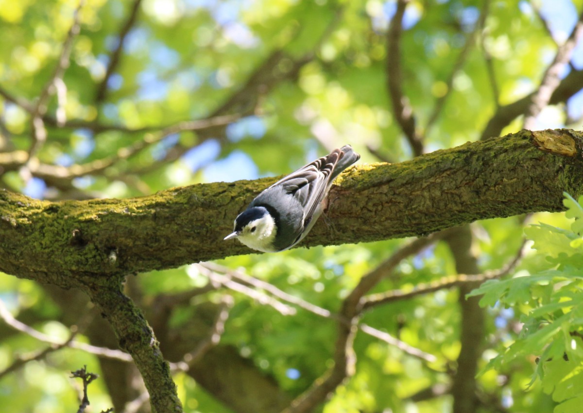 White-breasted Nuthatch - Rene Reyes