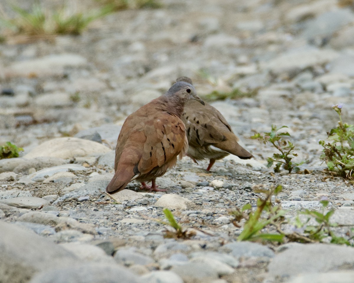 Ruddy Ground Dove - Larry Waddell