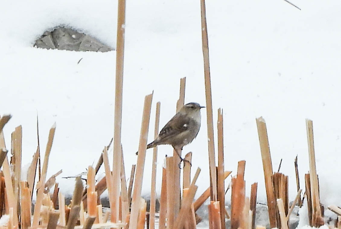 Marsh Wren - ML553652541