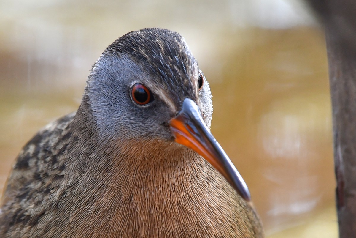 Virginia Rail - Sam Miller