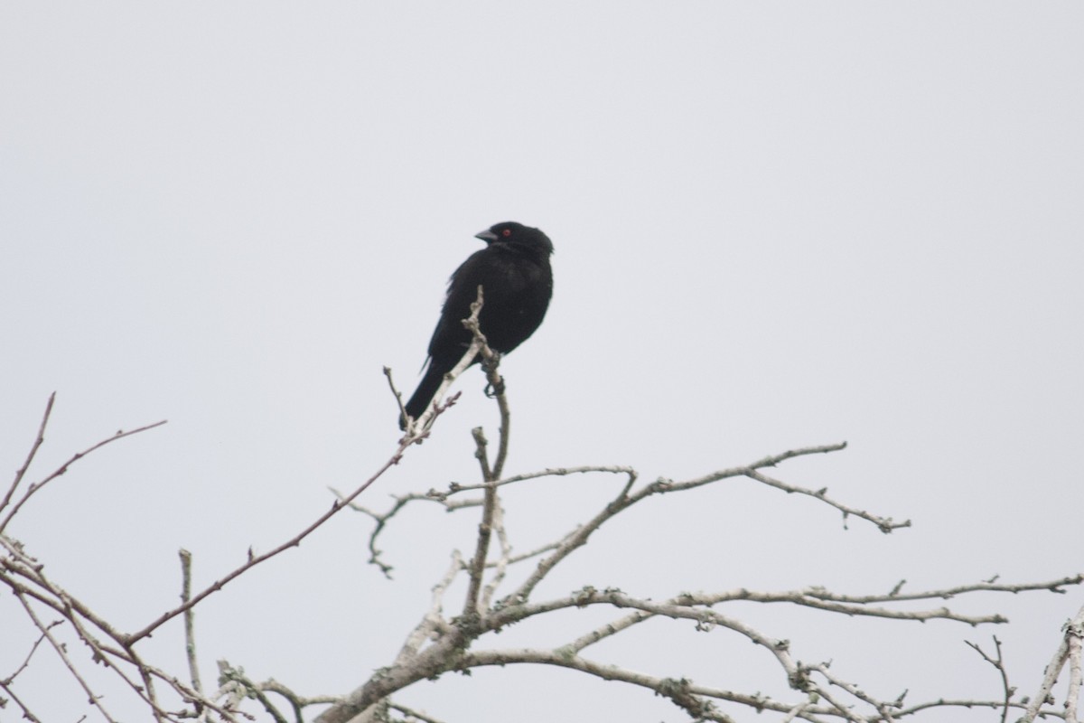 Vacher bronzé - ML553653971