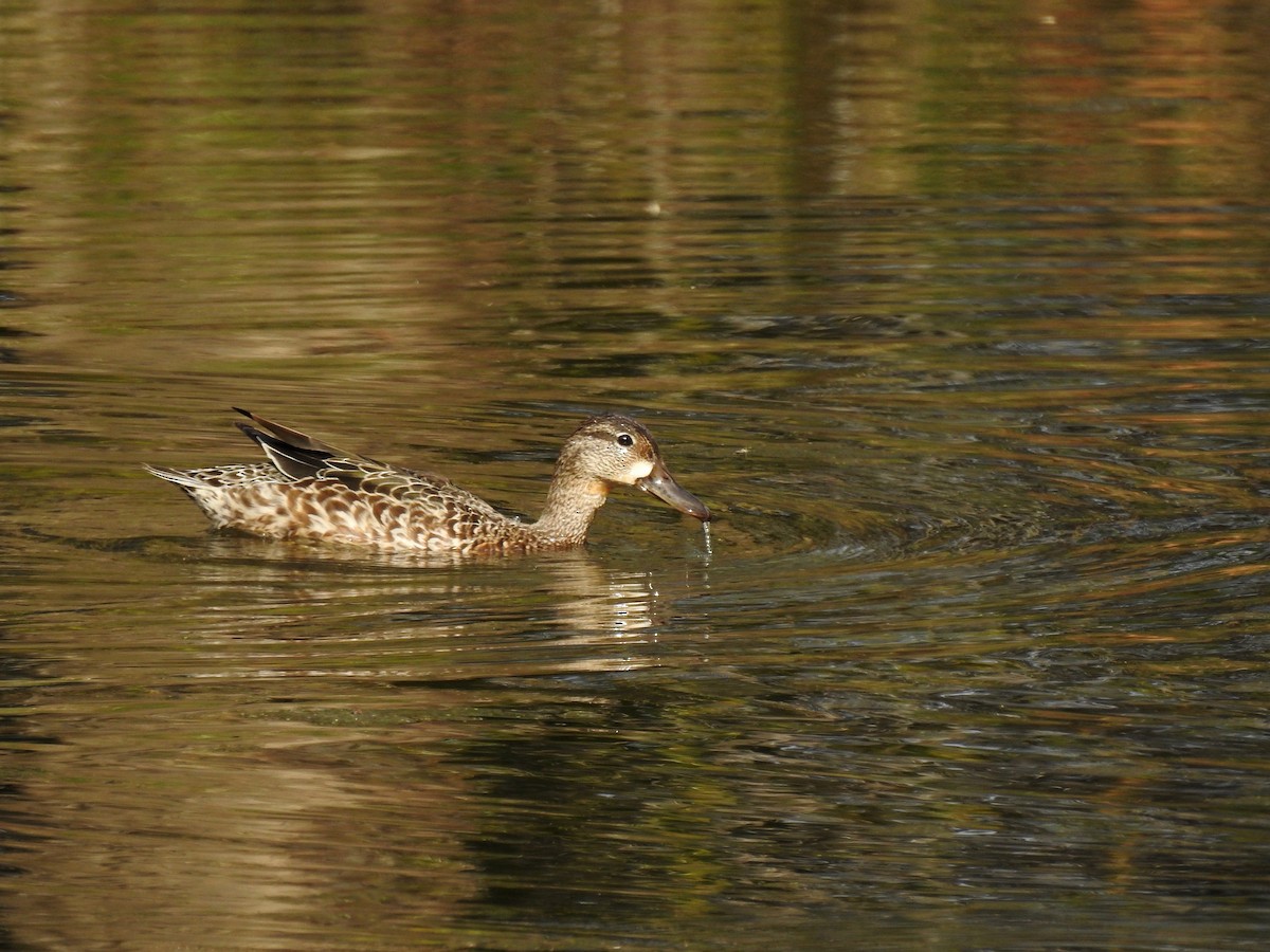 Blue-winged Teal - ML553654181