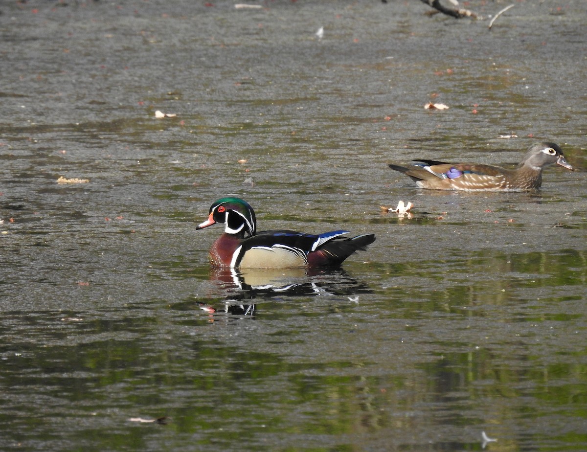 Wood Duck - ML553654801