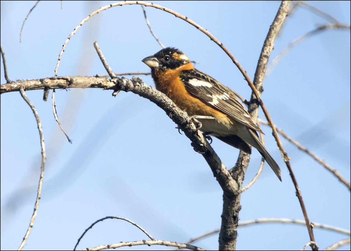 Black-headed Grosbeak - ML55365501