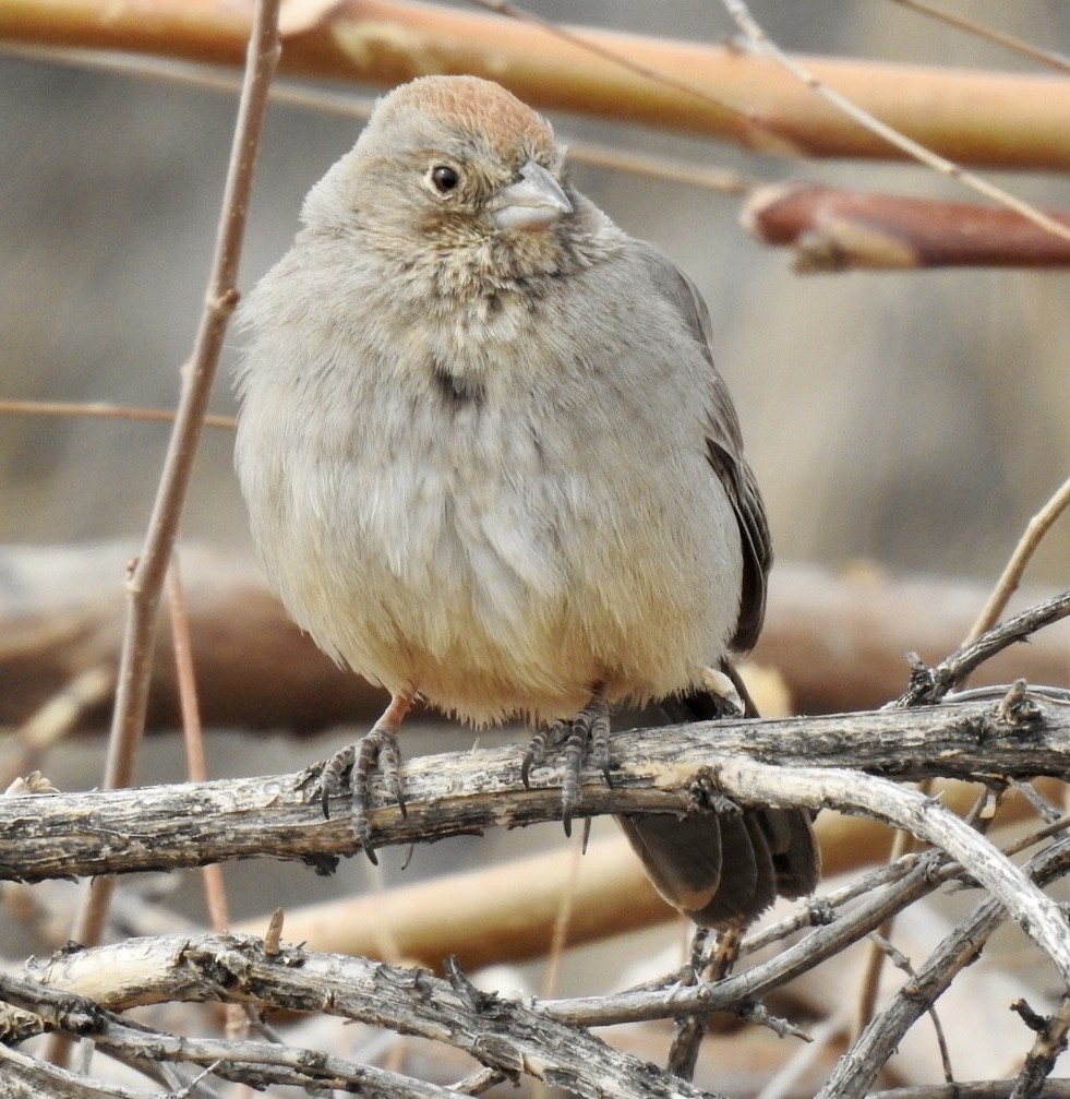 Canyon Towhee - ML553656961