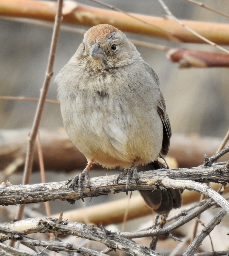Canyon Towhee - ML553656971