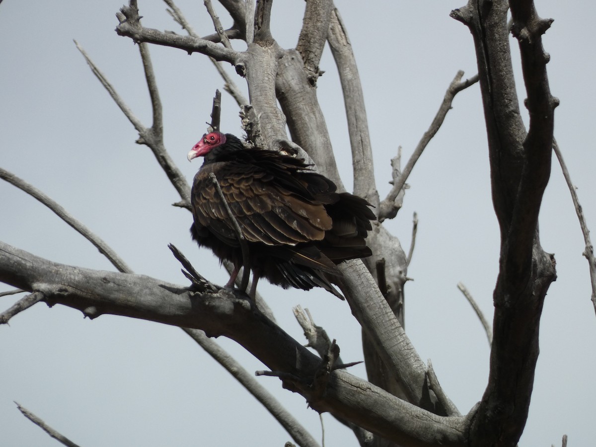 Turkey Vulture - ML553658361