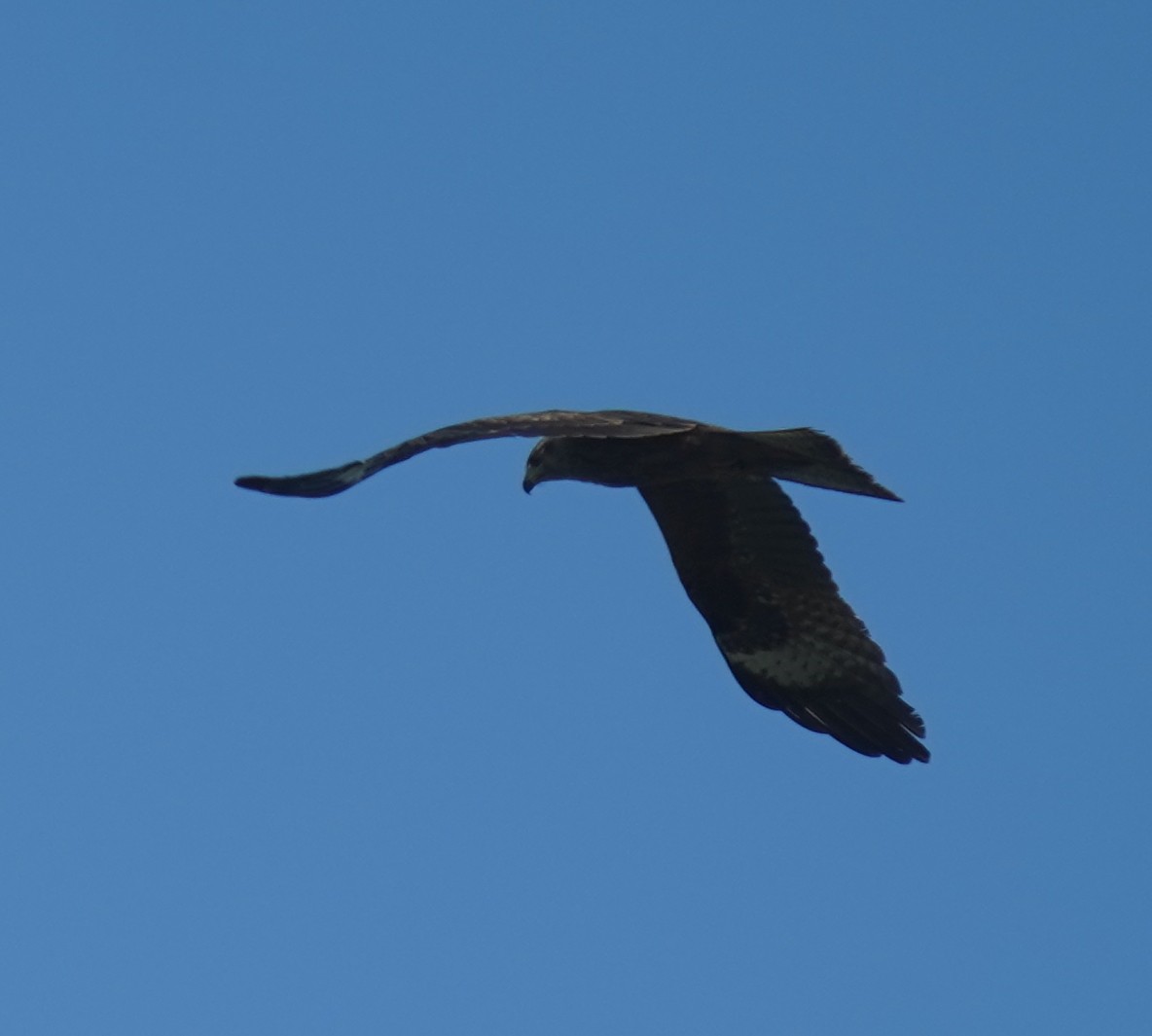 Black Kite - Kevin Gong