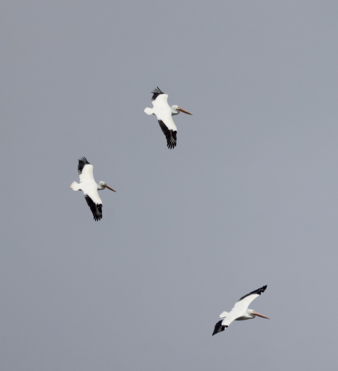 American White Pelican - ML553659221