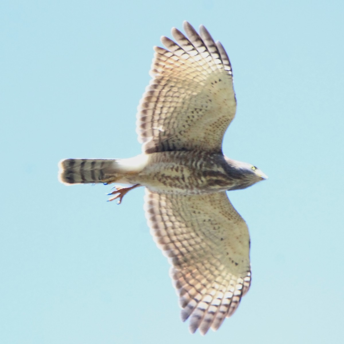 Roadside Hawk - ML553659731