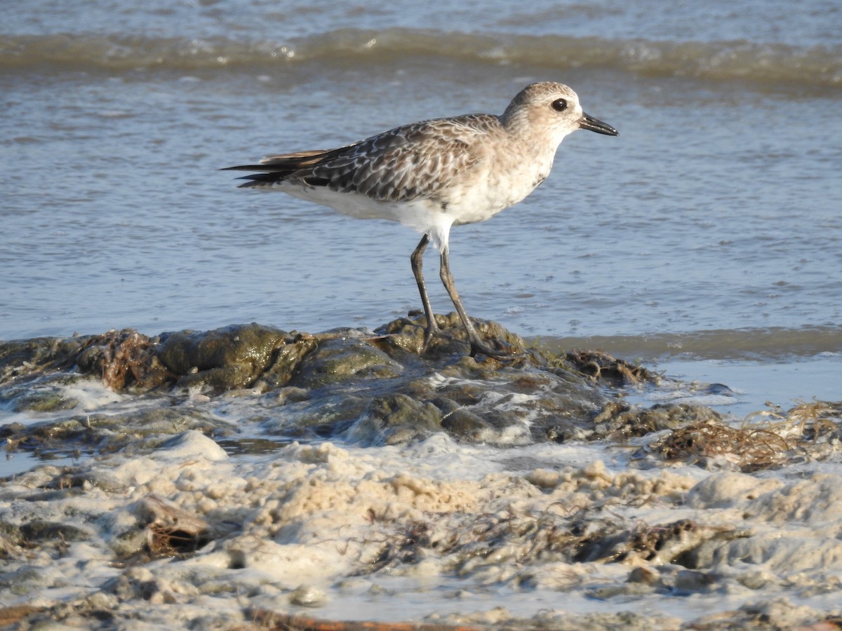 Black-bellied Plover - ML553660051