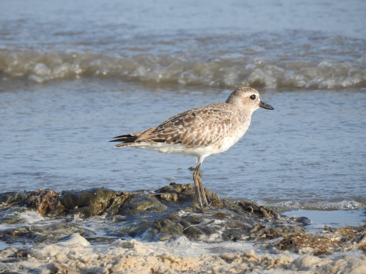 Black-bellied Plover - ML553660161