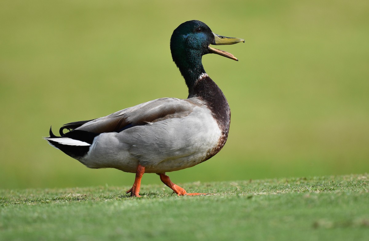 Mallard - Miguel  Mejias