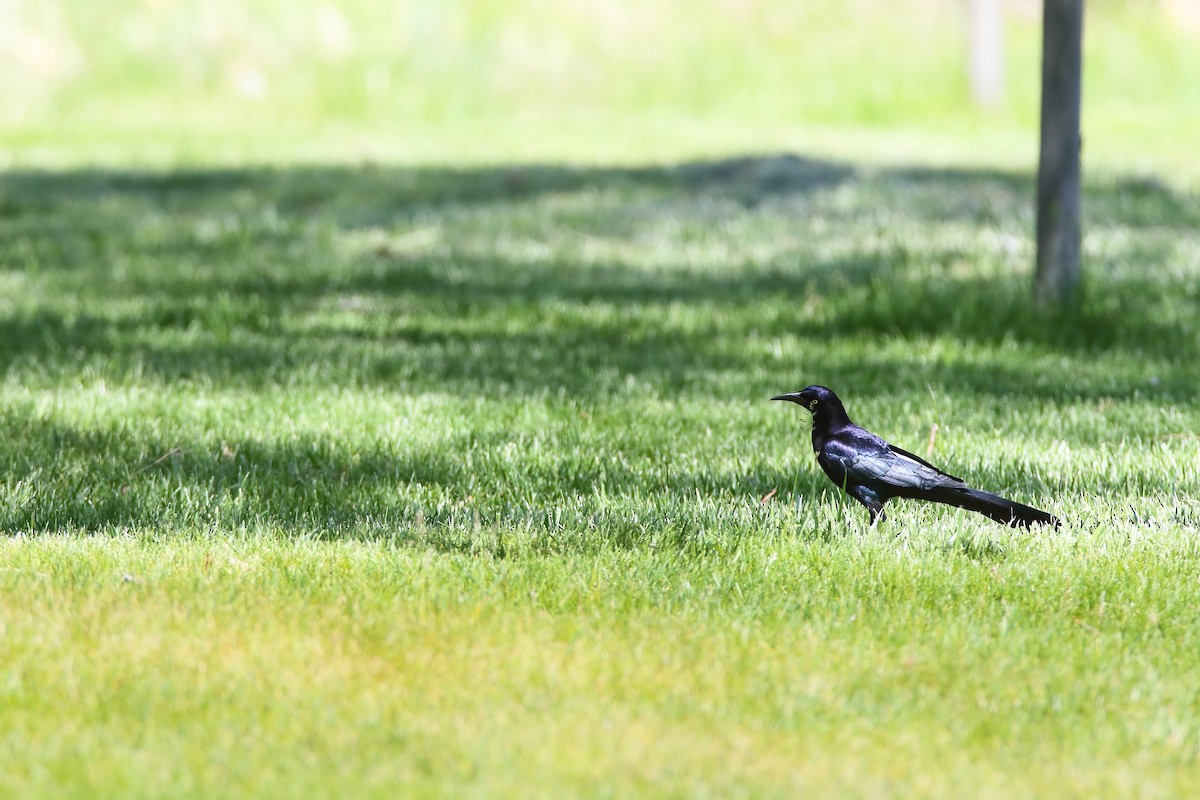 Great-tailed Grackle - ML553661891