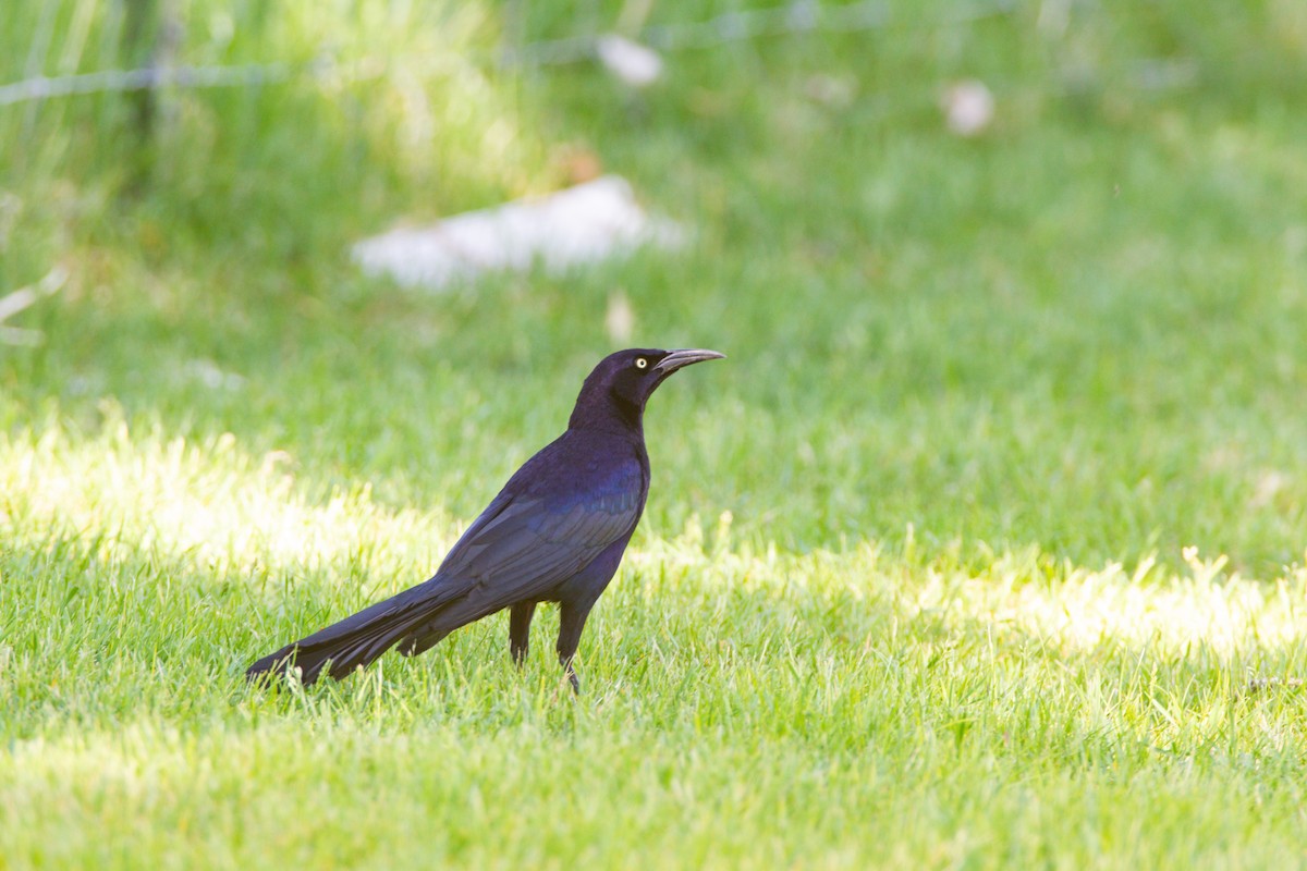 Great-tailed Grackle - ML553662301