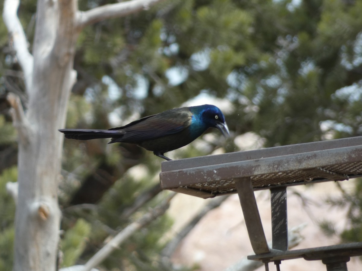 Common Grackle - ML553662581