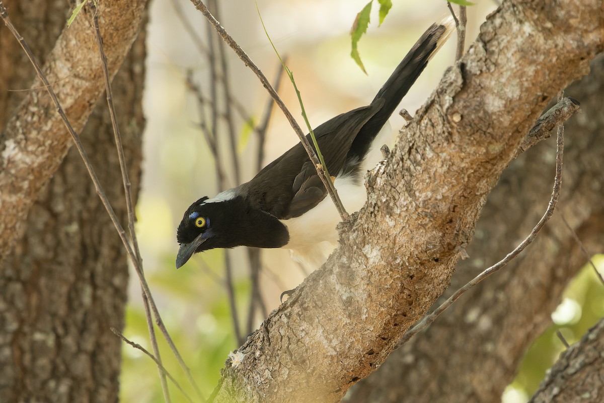 White-naped Jay - ML553663011