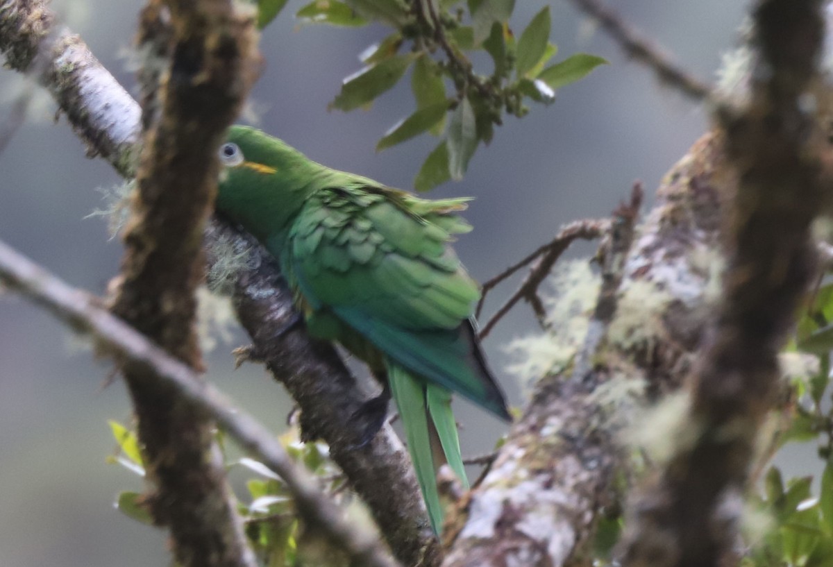 Golden-plumed Parakeet - ML553663441