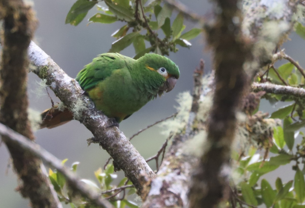 Golden-plumed Parakeet - ML553663451