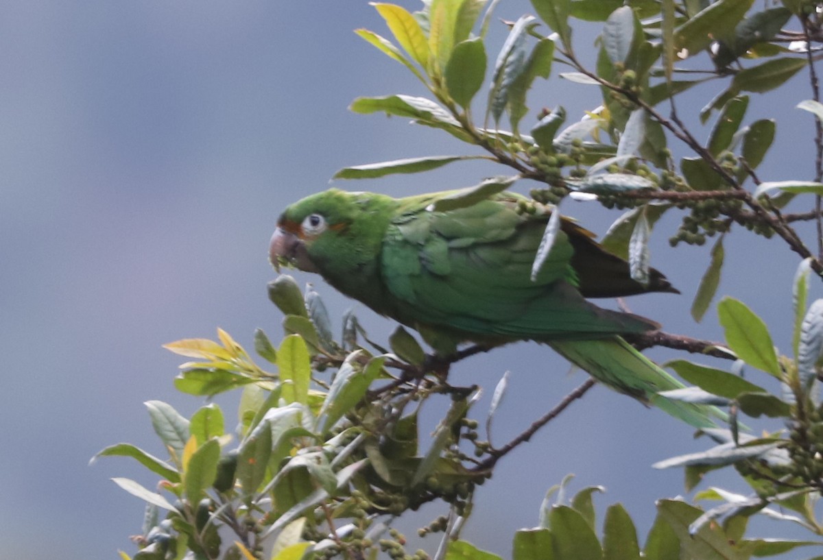 Golden-plumed Parakeet - ML553663461