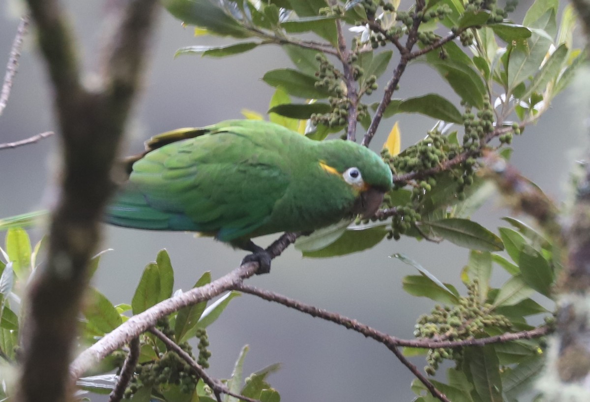 Golden-plumed Parakeet - ML553663471