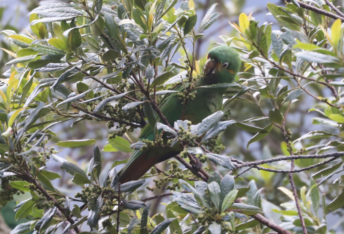 Golden-plumed Parakeet - William Hull