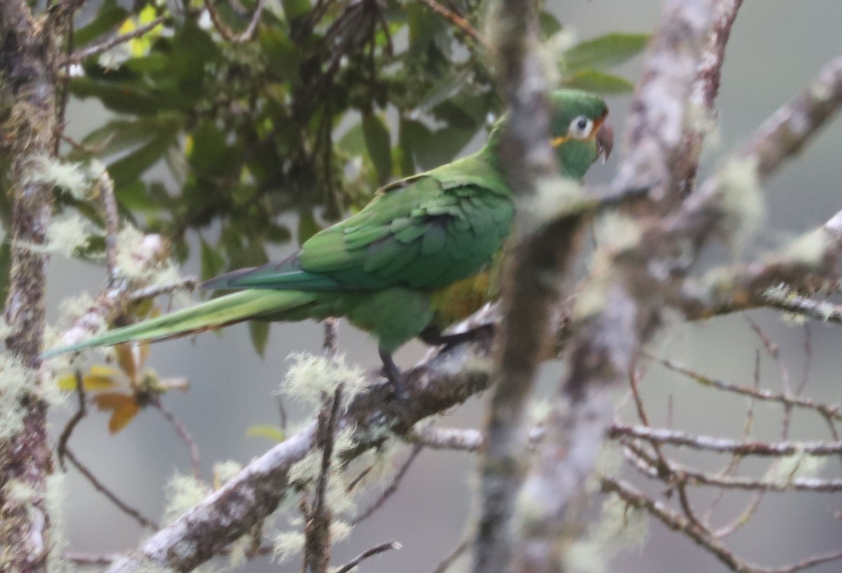 Golden-plumed Parakeet - ML553663491