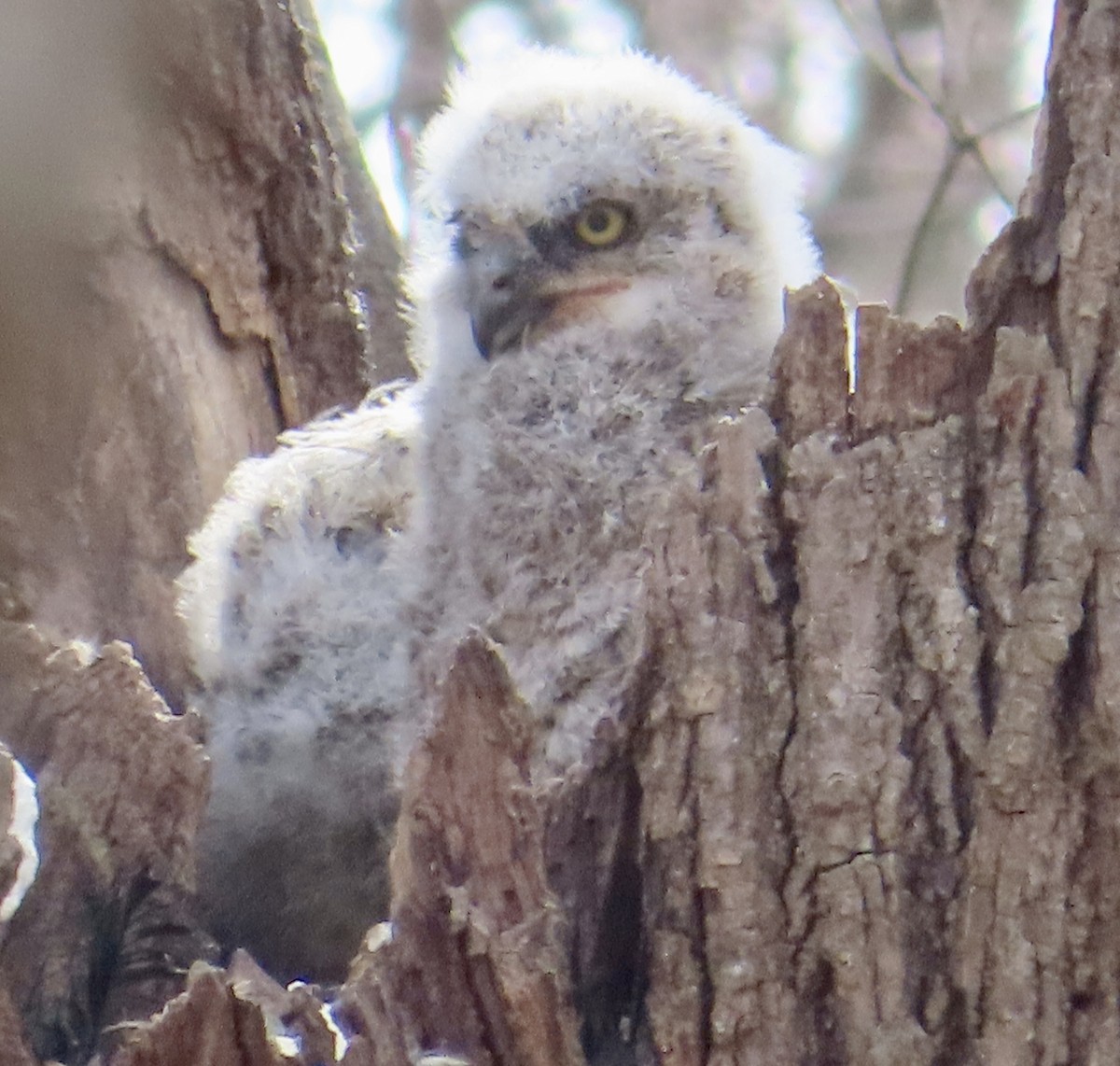 Great Horned Owl - ML553663821