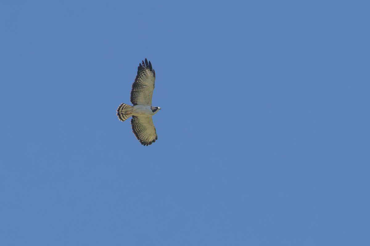 Short-tailed Hawk - ML553664371