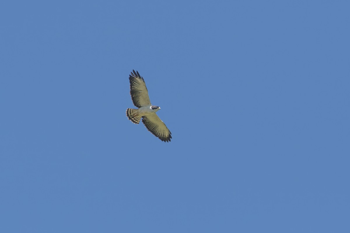 Short-tailed Hawk - ML553664381