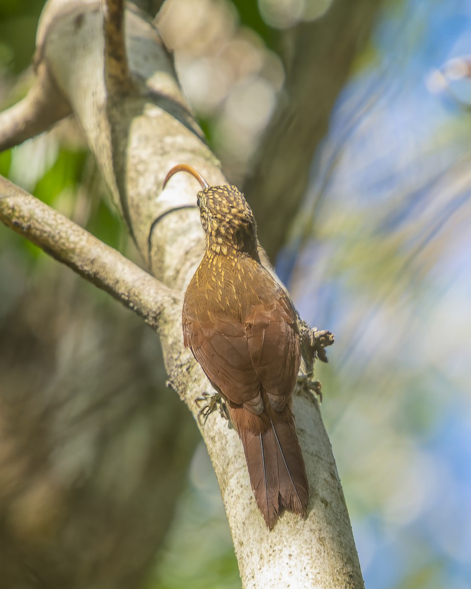 Red-billed Scythebill - ML553664611