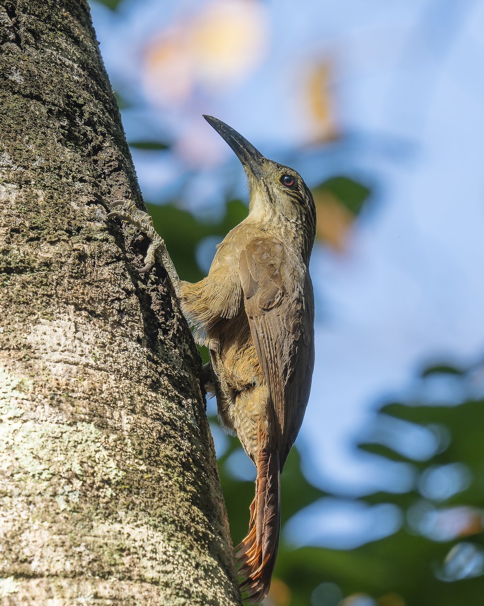 White-throated Woodcreeper - ML553664811