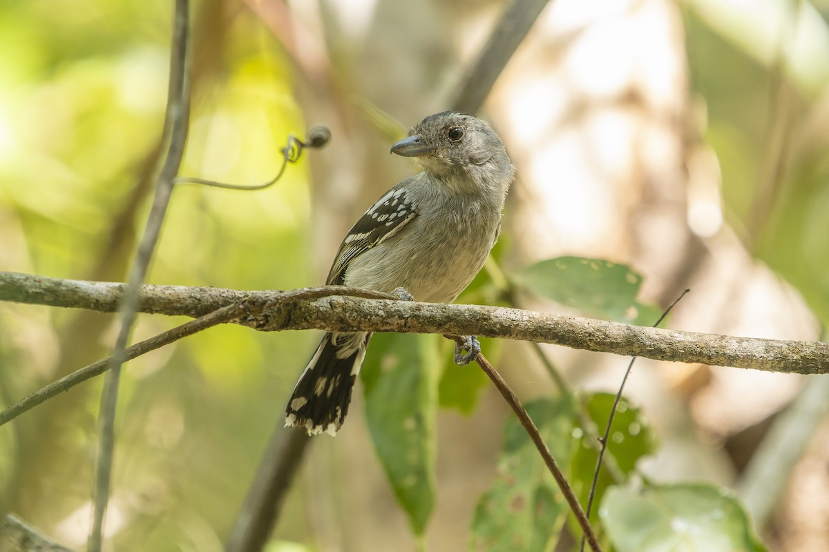 Planalto Slaty-Antshrike - ML553665061